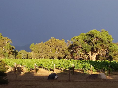 Clayfield Wines - Food Delivery Shop 2