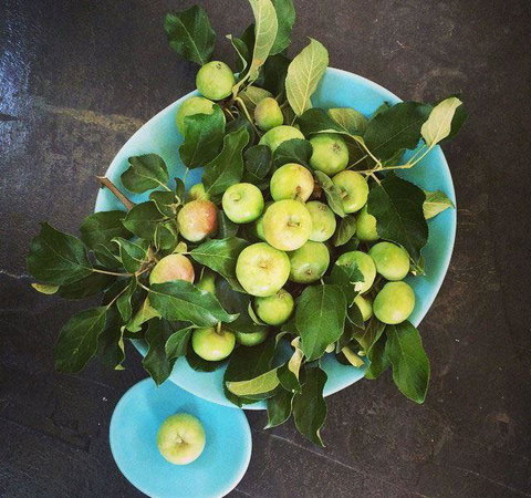 Seed Winehouse + Kitchen - Pet Food Australia 6