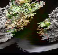 Arthur Waterhouse Lounge - Pet Food Australia