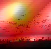 Four Birds - Pet Food Australia