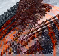 Lobster Shack Tasmania - Pet Food Australia