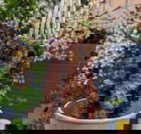 Lovin'Lamb - Pet Food Australia