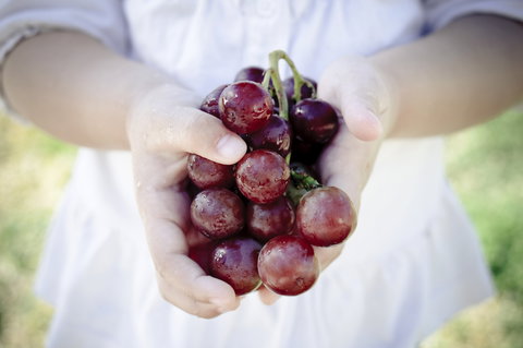 Granitevale Winery - Pet Food Australia 0