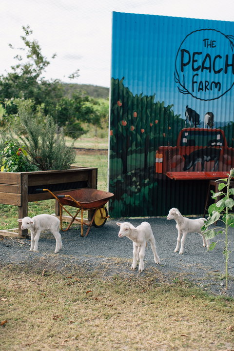 The Peach Farm - Food Delivery Shop 2