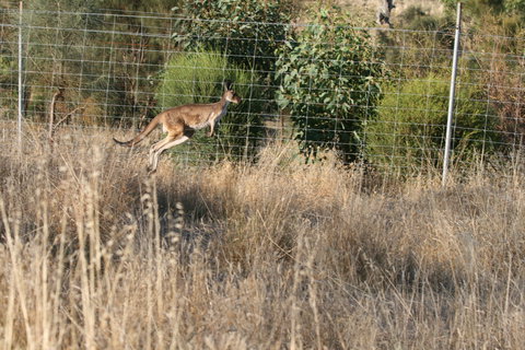 Hahndorf Venison - Food Delivery Shop 2
