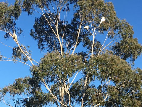 Mongarlowe Gourmet - Food Delivery Shop 1