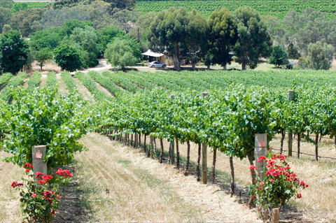 Seize The Day Wines - Pet Food Australia 2