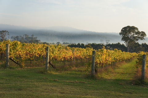 Rusty Fig Wines - Food Delivery Shop 1