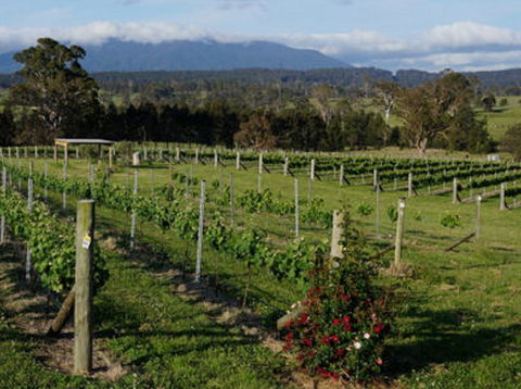Rusty Fig Wines - Food Delivery Shop 2