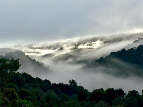The Mushroom At Waratah - Pet Food Australia 0