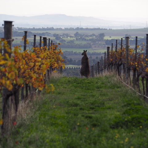 Barwon Ridge Wines - Pet Food Australia 0