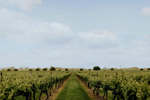 Mitchelton Winery Estate - Pet Food Australia 1