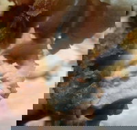 Captain Roc's - Food Delivery Shop