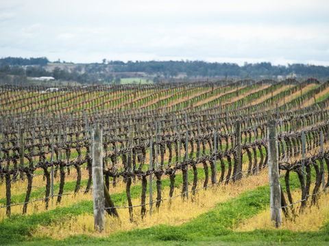 Clovely Estate Vineyard Cellar Door - Food Delivery Shop 2