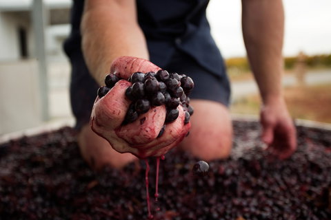 Tomfoolery Wines - Food Delivery Shop 0