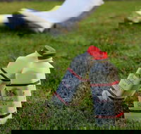 Bodalla Dairy - Cheese Milk and Ice Cream Factory and Cafe - Pet Food Australia