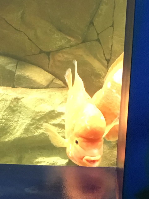 The Amazon Basin - Food Delivery Shop 2