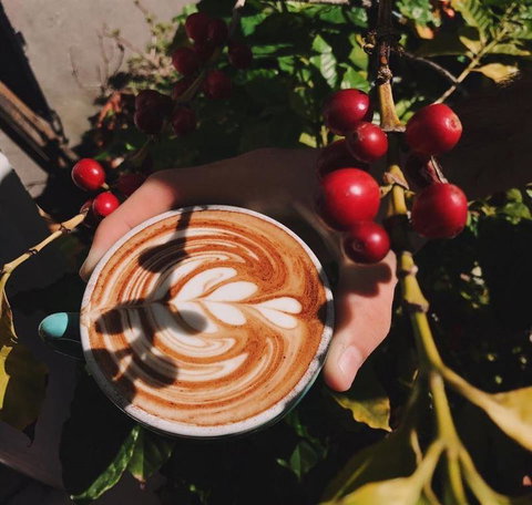 Homegrown Cafe - Food Delivery Shop 10