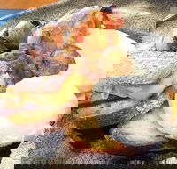 The Peak - Food Delivery Shop