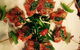 Pearl Garden - thumb 19