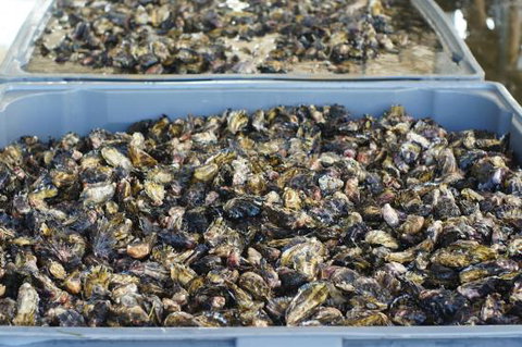 Lease 65 - Food Delivery Shop 0