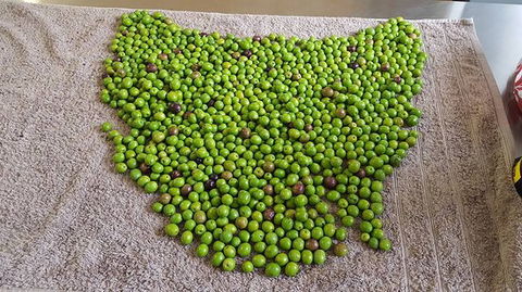 Wattle Hill Olives - Food Delivery Shop 0