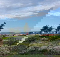 Coffee Cat - Pet Food Australia