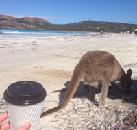 Lucky Bean - Pet Food Australia