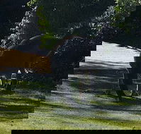 Footprints - Pet Food Australia