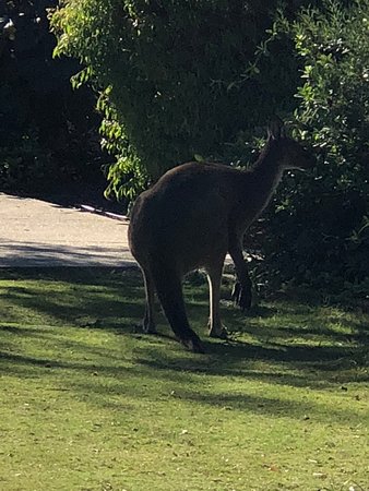 Footprints - Pet Food Australia 0