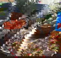 Island fruit Barn - Pet Food Australia