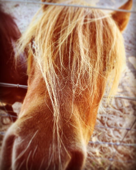 Maidenwell Trading Post - Pet Food Australia 2