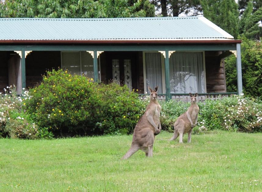 Cedar Lodge Cabins Mount Victoria