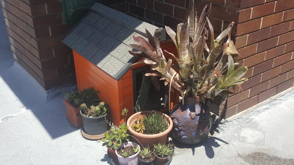 Orange Grove Hotel Lilyfield