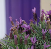 The Purple Door on Seaview - Food Delivery Shop