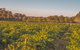 Seppelts View Cabins - thumb 8
