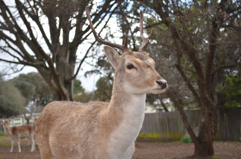 Deer Park Motor Inn Armidale - Food Delivery Shop 22