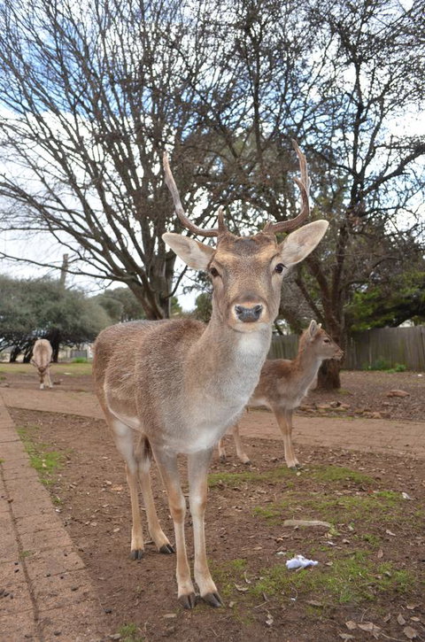 Deer Park Motor Inn Armidale - Food Delivery Shop 23