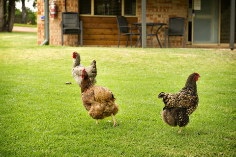 Peppermint Brook Cottages - Food Delivery Shop 12