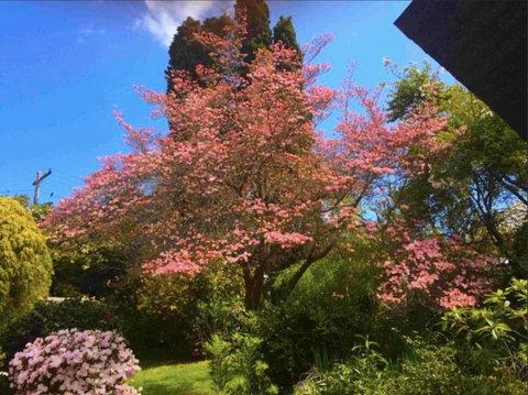 Dangal Gardens - Food Delivery Shop 27