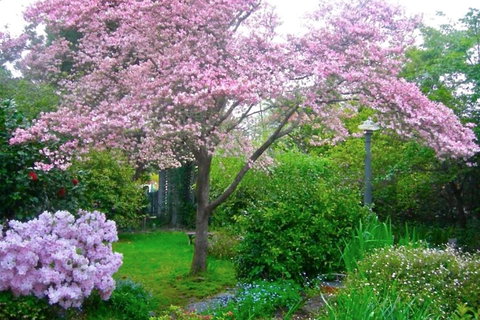 Dangal Gardens - Food Delivery Shop 3