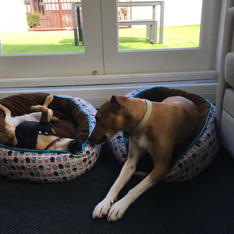 The Ultimo - Pet Food Australia 5