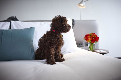 Hotel Indigo Sydney Potts Point, An IHG Hotel - Pet Food Australia 28