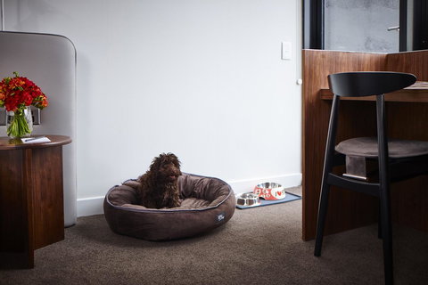 Hotel Indigo Sydney Potts Point, An IHG Hotel - Pet Food Australia 29