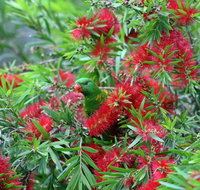 Bottlebrush B  B - Food Delivery Shop
