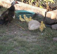 Corella Creek Country Farm Stay - Food Delivery Shop
