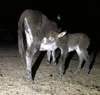 Donkey Tales Farm Cottages - Food Delivery Shop
