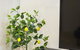 Everhome Melbourne Village 603 - thumb 3