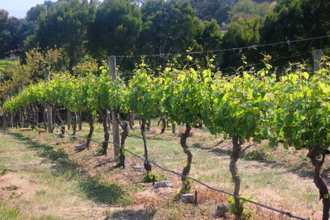 Every Man And His Dog Vineyard - Food Delivery Shop 2