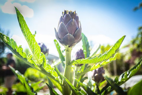 Gracefield Estate - Food Delivery Shop 1